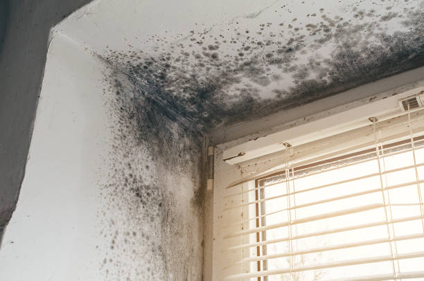 Affordable Mold Cleanup solutions in Danville, KY